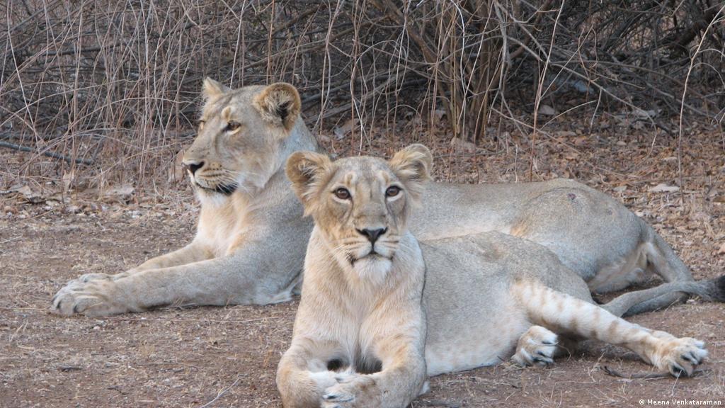Los últimos leones de Asia | Proteccion del medioambiente | DW 