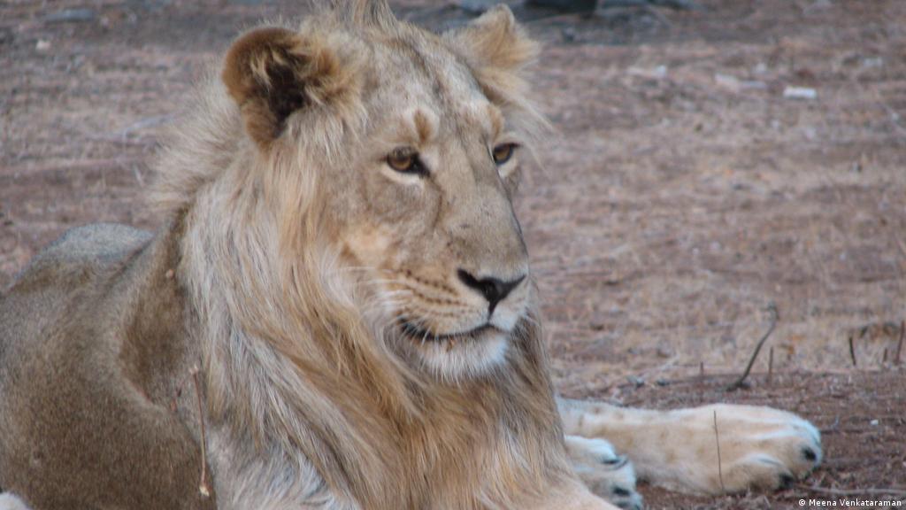 Los últimos leones de Asia | Proteccion del medioambiente | DW 
