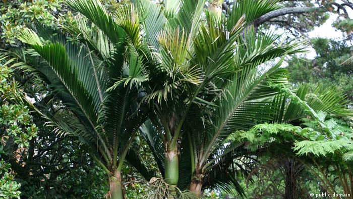 Norfolk Island Palm (Rhopalostylis baueri)
Photo: Source Own work Author Kahuroa

