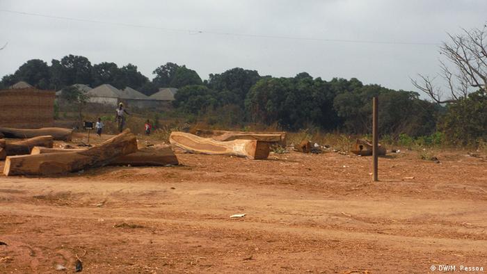 Waldrodung Holzlager Guinea-Bissau
