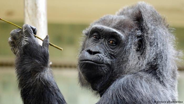Gorilladame Fatou in ihrem Gehege im Berliner Zoo (Foto: )