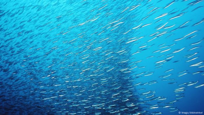 A large school of anchovies