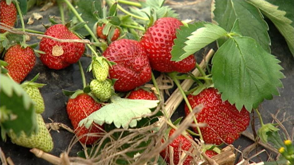 Strawberries from Germany DW 05/15/2014