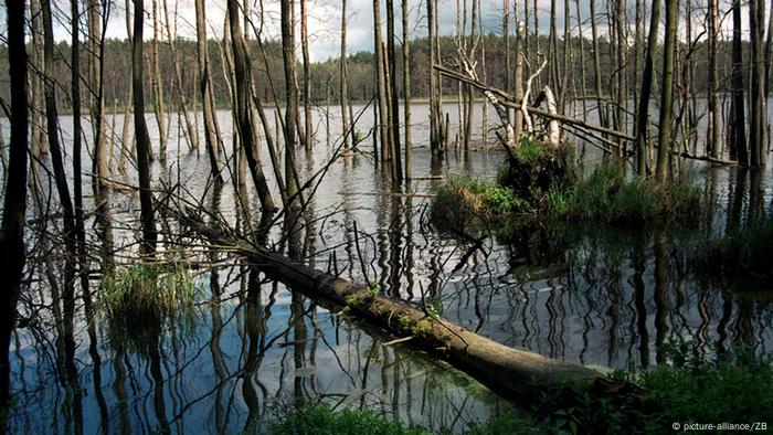 Bäume stehen im Wasser 