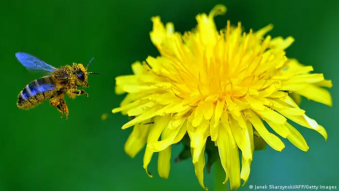 A bee approaching a yellow dandelion flower (photo: JANEK SKARZYNSKI/AFP/Getty Images)