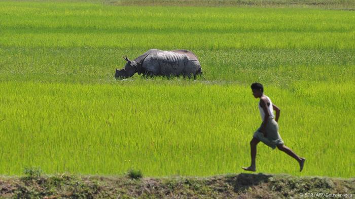 क य क र न ल कड उन ज नवर क ल ए वरद न ह भ रत Dw 17 04 2020