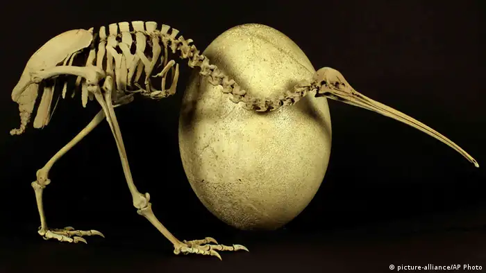 Kiwi bird compared to a elephant bird egg (Picture: picture-alliance/AP Photo)
