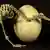 یہ انڈہ زمانہ قبل از تاریخ کے ’برڈ ایلیفینٹ‘ یا ہاتھی نما پرندے کا ہے، جسے ماہرین ’ایپیورنِس میکسیمس‘ کہتے ہیں
