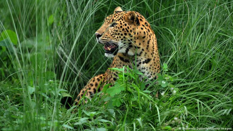 तेंदुओं की बढ़ती तादाद के साथ संरक्षण की चिंताएं भी बढ़ी