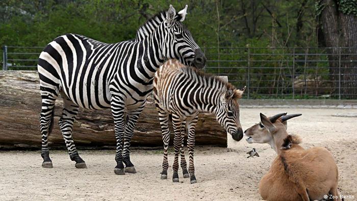 Bildergalerie Tierbabys in deutschen Zoos Uganda Zebras