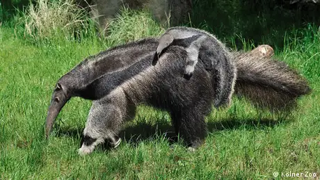 Bildergalerie Tierbabys in deutschen Zoos Ameisenbären