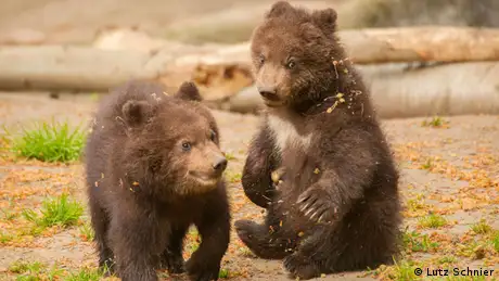 Bildergalerie Tierbabys in deutschen Zoos Bären