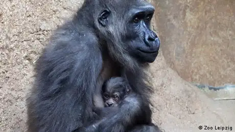 Bildergalerie Tierbabys in deutschen Zoos Gorilla