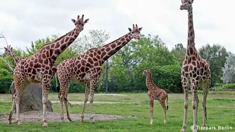 Bildergalerie Tierbabys in deutschen Zoos Uganda Giraffe