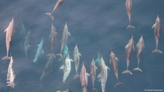 Grupo de delfines en el Golfo Persa (Soheil Soleimani).
