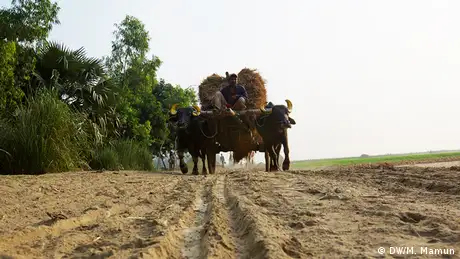 Reisfeld Ernte in Bangladesh