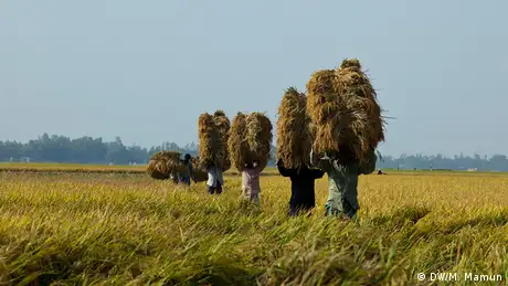 Reisfeld Ernte in Bangladesh