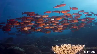 Palau Inseln im Pazifik Unterwasserwelt