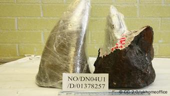 Horn vom Nashorn