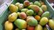 A bin of mangos at a New Delhi market A bin of mangos at a New Delhi market