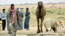 بعد عقود من الحروب والصراعات.. ماذا بقي من تراث بدو العراق؟