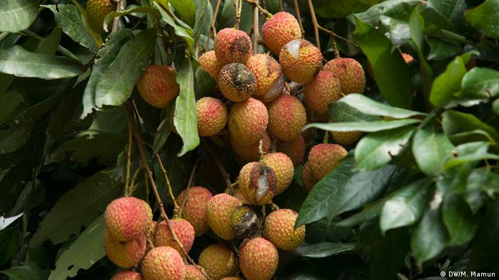 A bunch of lychee fruit on a tree