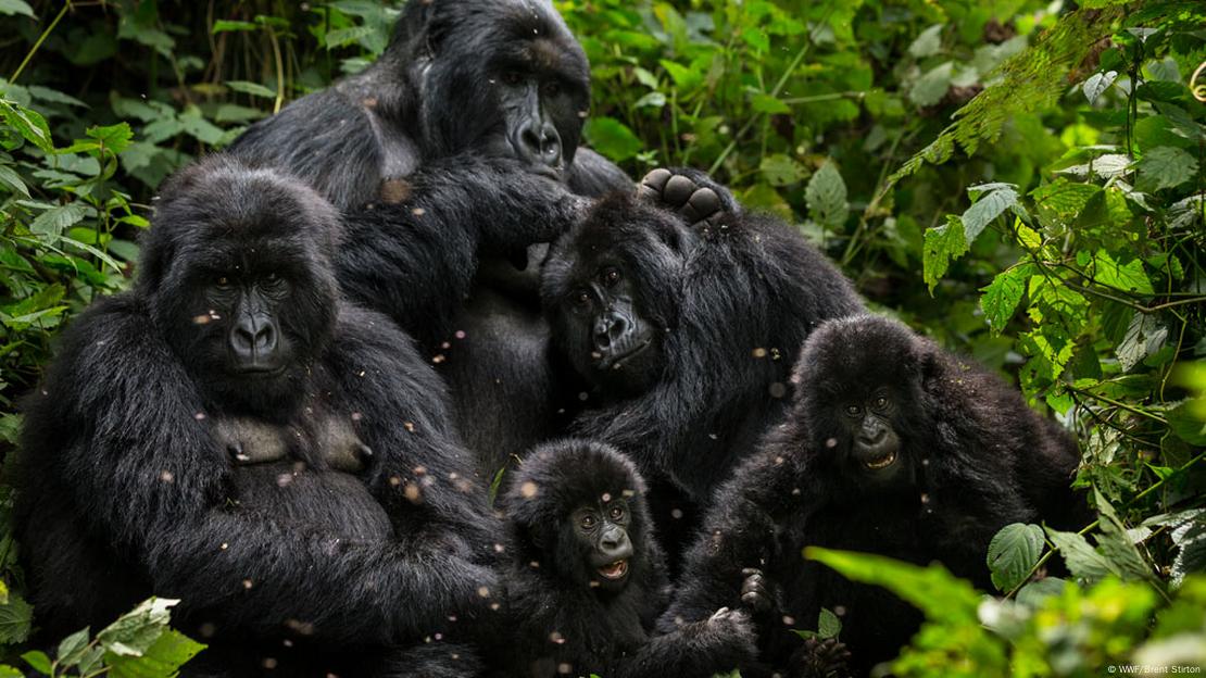 Parc de Virunga Parc de Virunga