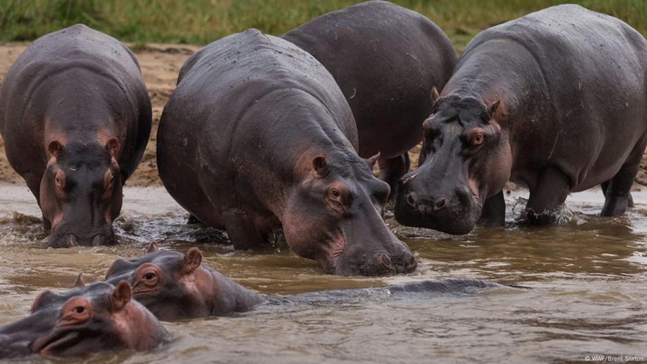 Au moins 50 hippopotames morts en RDC