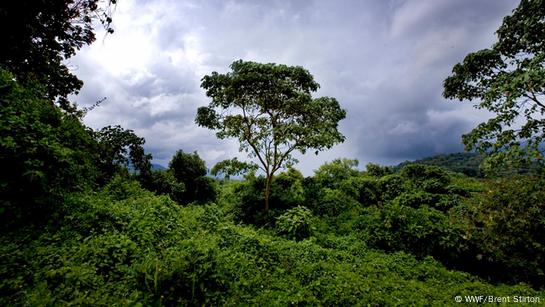 Deforestation: choking off the earth’s lungs – DW – 09/19/2016