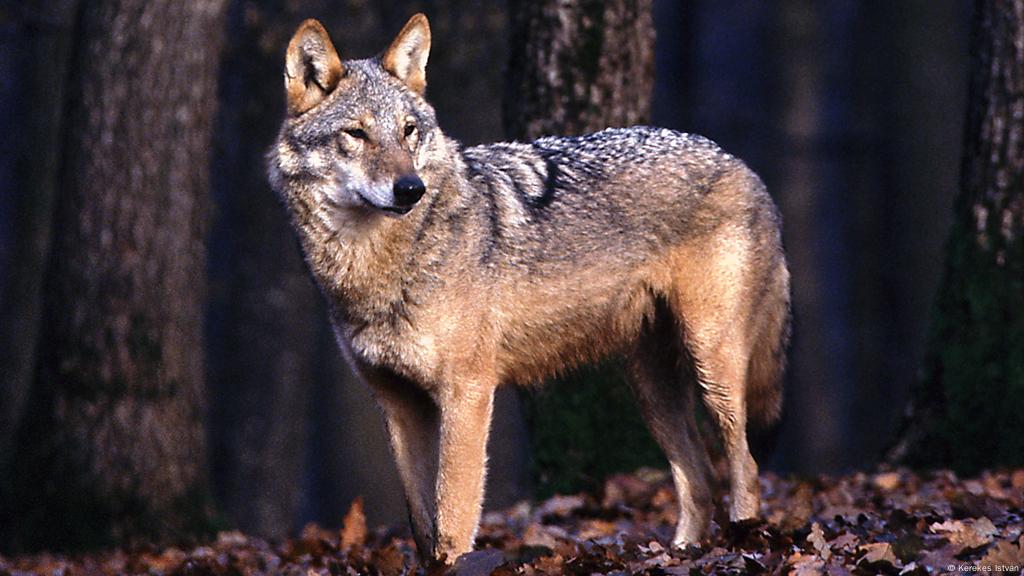 Transylvania S Wolves Face Uncertain Future Environment All Topics From Climate Change To Conservation Dw 20 06 2014