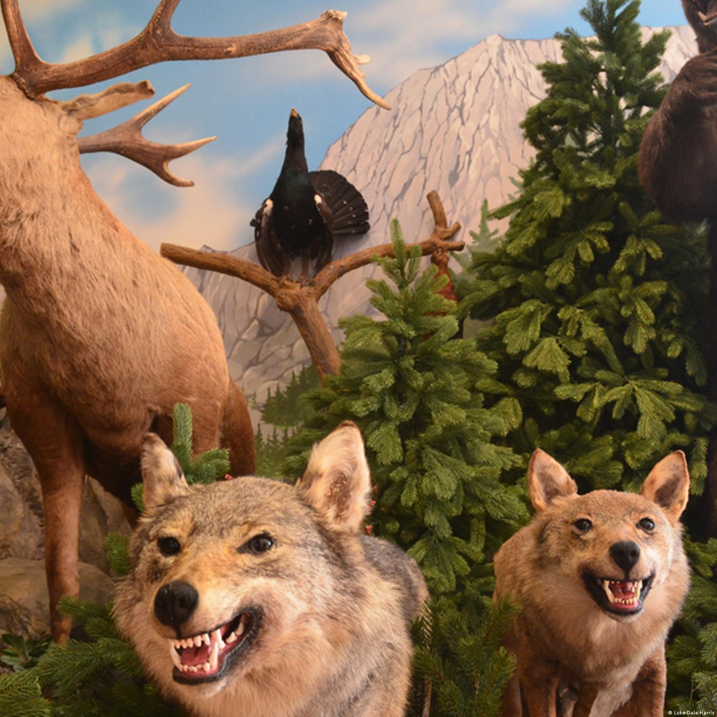 Living Planet: In the crosshairs