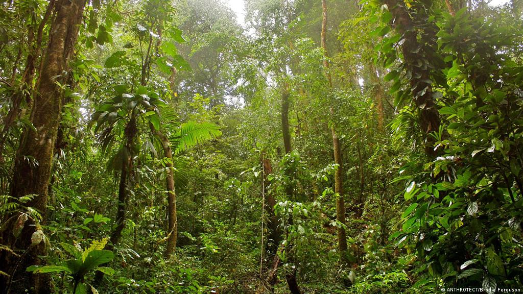 Rainforests Are The Planet S Sweat Glands Environment All Topics From Climate Change To Conservation Dw 18 12 2014