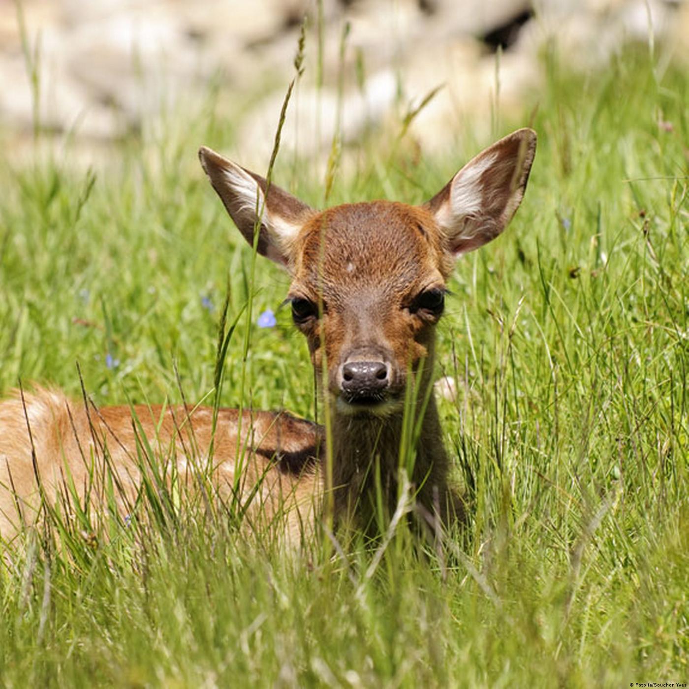 Germany: Rescuing the Fawns