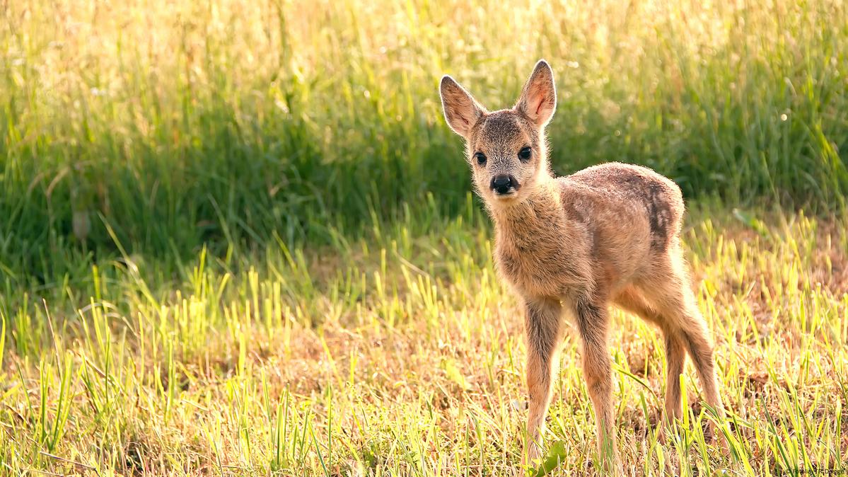Plants and animals feel the heat of Europe's warm winter – DW – 01/04/2016 Plants and animals feel the heat of Europe's warm winter – DW – 01/04/2016