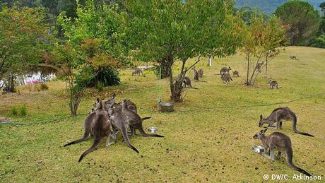 Australien verletzte Tiere Kangaroo Fütterung (DW/C. Atkinson)