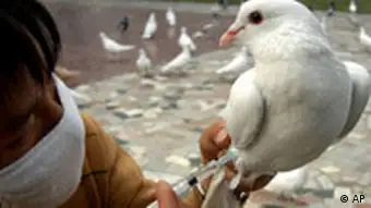 In this photo released by China's official Xinhua news agency, a worker at Qingluyuan Pigeon Square injects bird-flu bacterin into a pigeon in Nanjing, capital of east China's Jiangsup province, on Monday November 7, 2005. It said, more than 400 pigeons at the square were vaccinated in the latest week. (AP Photo/Xinhua)