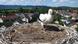 A stork nest on a church Tower (Photo: Sonya Diehn) A stork nest on a church Tower (Photo: Sonya Diehn)