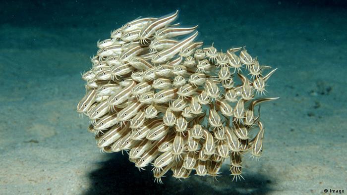 Streifen-Korallenwels (plotosus lineatus)