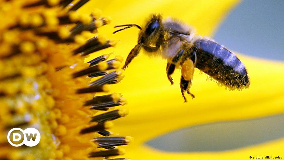 bee pollination