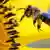 Biene auf Sonnenblume Foto: Roland Weihrauch dpa/lnw