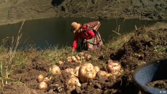 Kartoffelernte in den Anden (Foto: DW)
