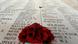Installation mit Mohnblumen zum Gedenken an die Kriegsopfer von Ypern (foto: reuters) Installation mit Mohnblumen zum Gedenken an die Kriegsopfer von Ypern (foto: reuters)