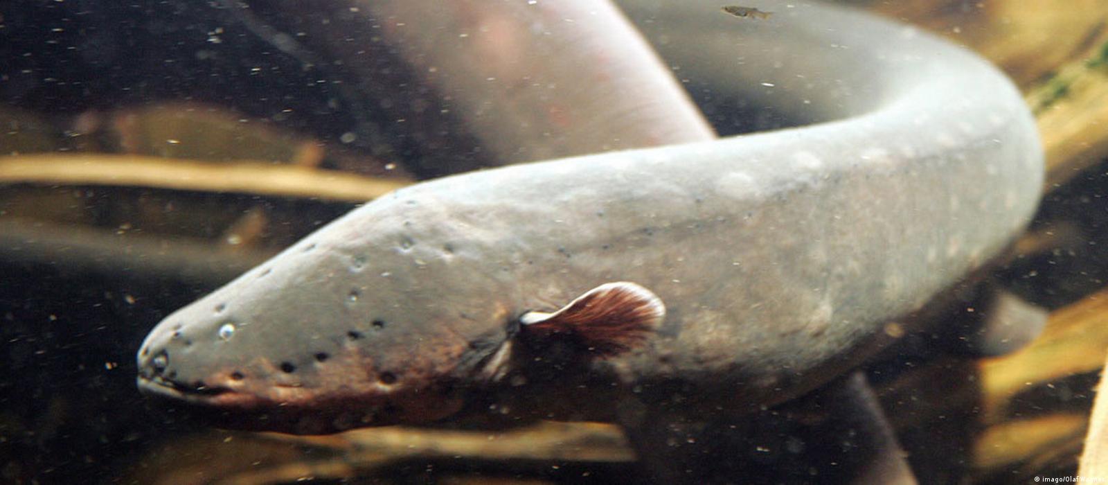 Electric eels deliver taser-like shocks – DW – 09/14/2017