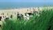 Deutschland Nordseeinsel Spiekeroog Strandkörbe am Strand Deutschland Nordseeinsel Spiekeroog Strandkörbe am Strand
