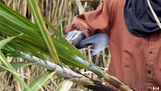 Šećerna trska kao sirovina za gorivo – DW – 01.08.2006