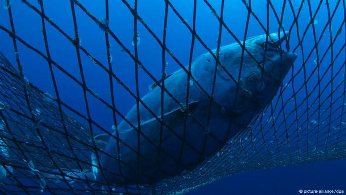 Fischerei im Mittelmeer