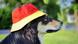 Deutschland Fans Hund Hut Deko Fußball WM 2014 Deutschland Fans Hund Hut Deko Fußball WM 2014