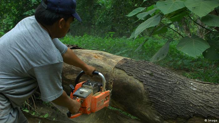 Seorang pria tengah memotong batang pohon