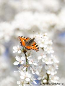 Apfelbaumblüte, auf der ein SChmetterling sitzt