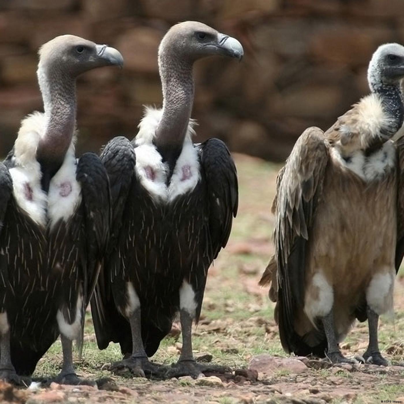 Spain: Deadly Danger for Europe’s Vultures